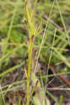 Grassleaf Barbara's buttons